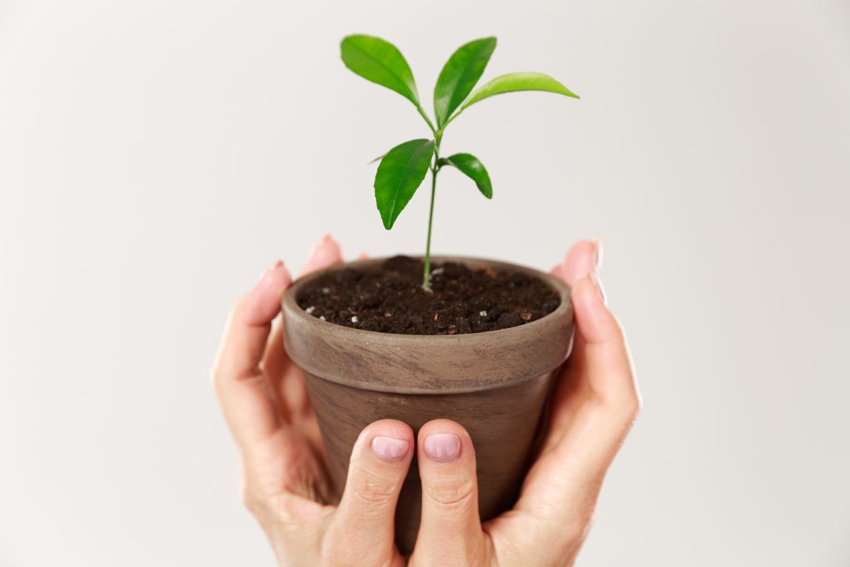 Cropped photo of a woman's hands holding a brown pot with a young plant